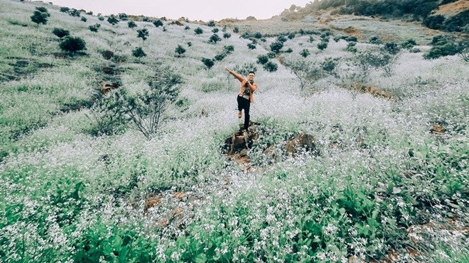 Đi Mộc Châu thôi, hoa cải phủ sắc trắng khắp núi đồi rồi Ảnh 2