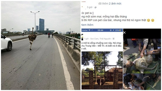Sự thật về việc 'soái ca' đà điểu chạy trên đường quốc lộ và bị làm thịt ở Hà Nội Ảnh 2