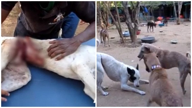 Bị chủ cũ dùng dây thép quấn chặt quanh cơ thể suốt nhiều tháng, chú chó gần như bị cứa làm đôi Ảnh 2