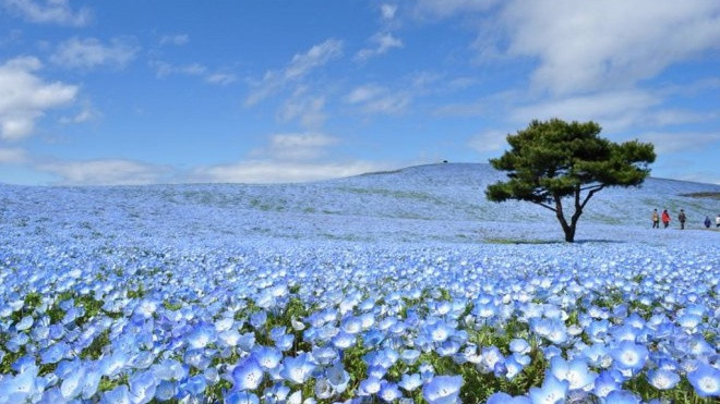 Ibaraki - điểm đến ở Nhật Bản 4 mùa không chán Ảnh 2