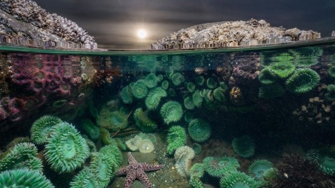 15 tác phẩm nhiếp ảnh dưới nước tuyệt vời nhất 2016 Ảnh 2