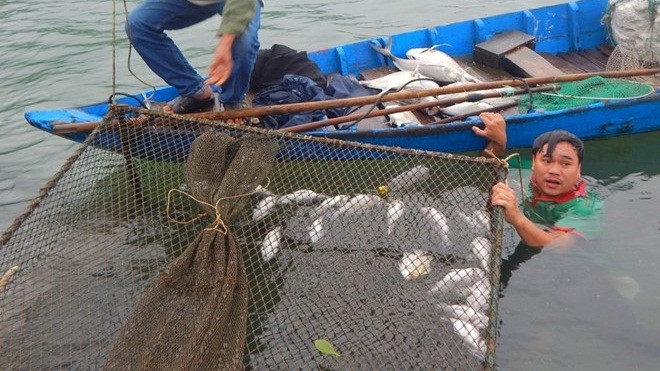 Xuất hiện cá chết hàng loạt ở cửa biển Lăng Cô Ảnh 2