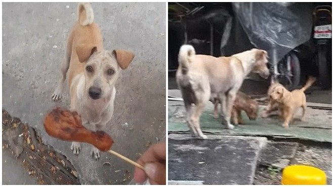 Xúc động chó mẹ đói bụng nhưng quyết không ăn đùi gà để nhường cho đàn con Ảnh 2