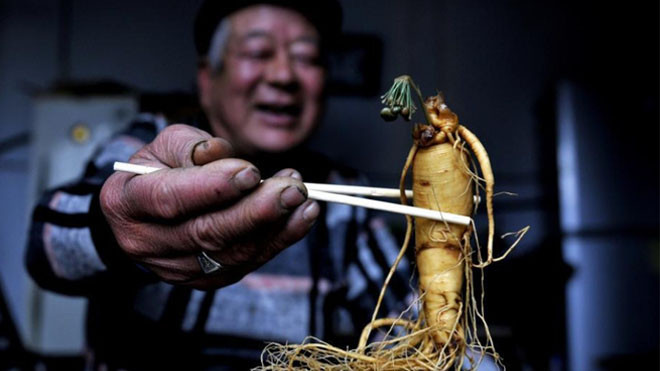 Nhân sâm nở hoa xanh biếc sau 7 năm ngâm rượu Ảnh 2