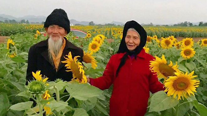 'Ông bà anh' lại xuất hiện trên cánh đồng hoa hướng dương khiến bao người mơ ước Ảnh 2