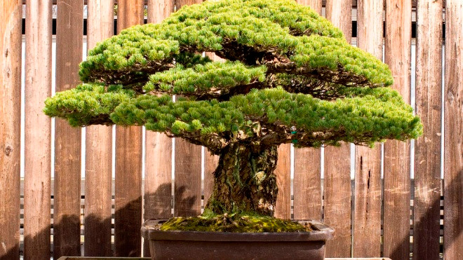 Cây bonsai 400 tuổi, sống sót qua thời bom nguyên tử Hiroshima và vẫn tiếp tục phát triển Ảnh 2