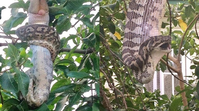 Hãi hùng cảnh con trăn khổng lồ nuốt chửng thú có túi trước sự kinh sợ của người dân Ảnh 2