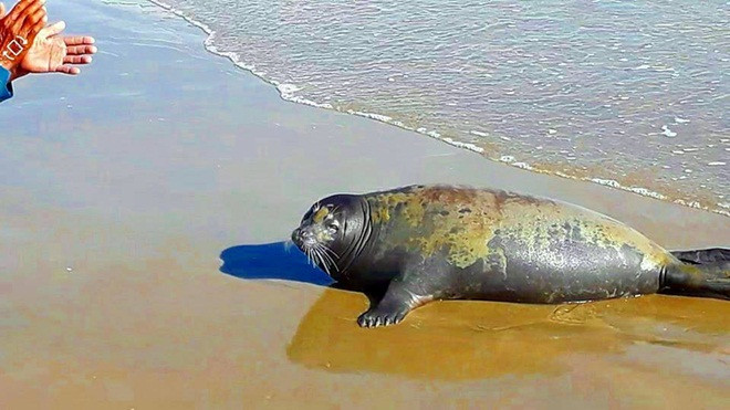 Khoảnh khắc ngộ nghĩnh của chú hải cẩu ở Bình Thuận trước khi bị đánh chết dã man Ảnh 2