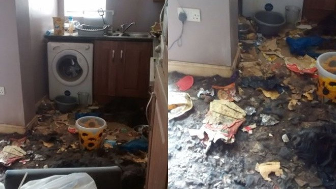 Bỏ mặc 2 chú chó trong nhà đến chết đói, người chủ nhận ngay quả đắng cho hành vi độc ác của mình Ảnh 2