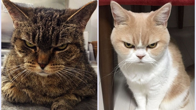 10 'boss' mèo có gương mặt lúc nào cũng như hờn cả thế giới Ảnh 2