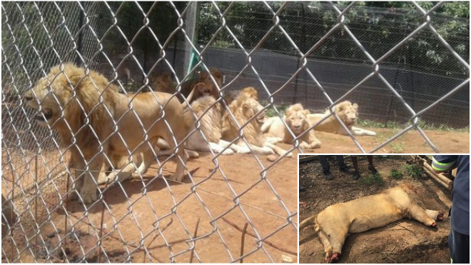 3 chú sư tử bị chặt đầu và chân tay đầy thương tâm để làm tà thuật phù thủy Ảnh 2