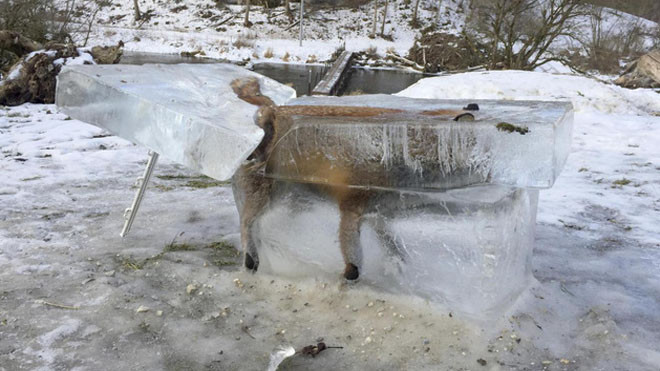 Trời quá lạnh, chú cáo đóng băng sau khi ngã xuống hồ nước Ảnh 2