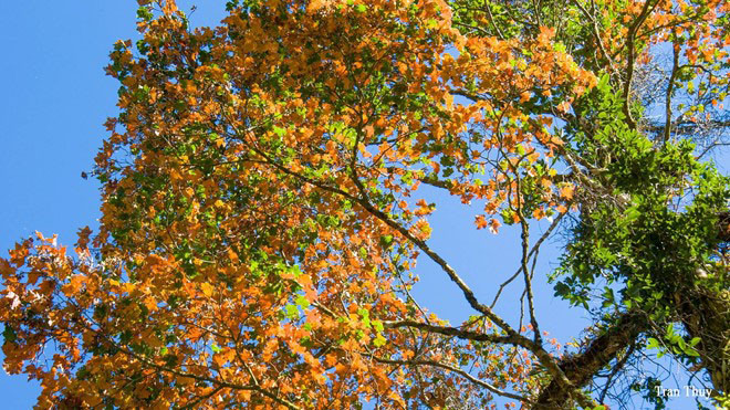 6 vùng lá phong tuyệt đẹp khắp cả nước Ảnh 2