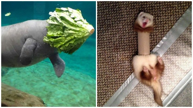 Cảnh báo: Không nên xem những bức hình siêu hài hước của bọn động vậy đáng yêu này khi đang uống nước Ảnh 2