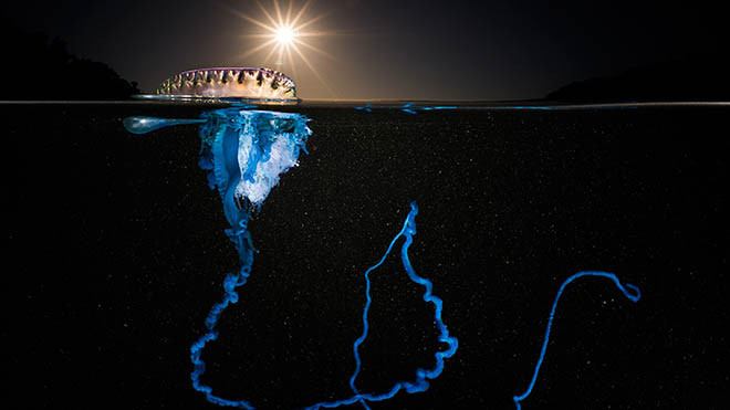 Ảnh chiến thắng cuộc thi Ocean Art: Khi đại dương đẹp như tranh vẽ! Ảnh 2