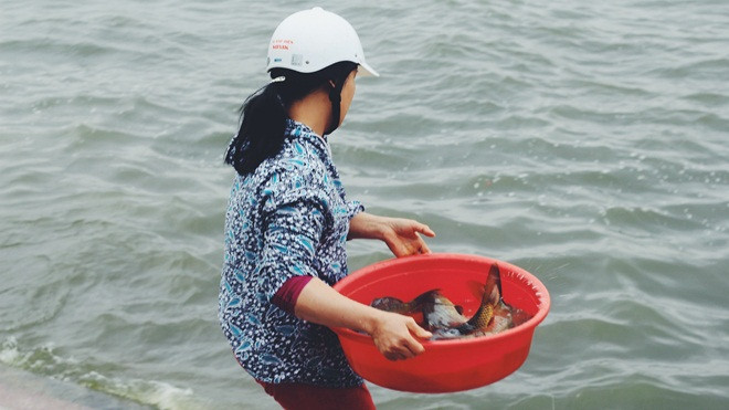 Làm ăn khấm khá, thả hàng chục kg cá chép để tạ ơn ông Công ông Táo Ảnh 2