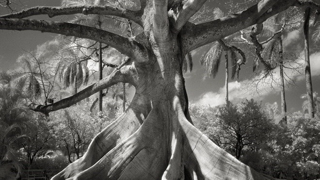 Hình ảnh ma mị về những loài cây già nhất thế giới Ảnh 2