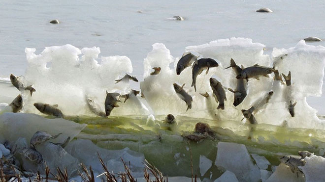 Đến lượt cả đàn cá đóng băng trên không trung vì quá lạnh Ảnh 2