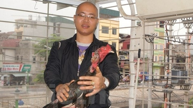Con gà chọi giá nửa tỷ đồng của tay chơi Hà Thành Ảnh 2