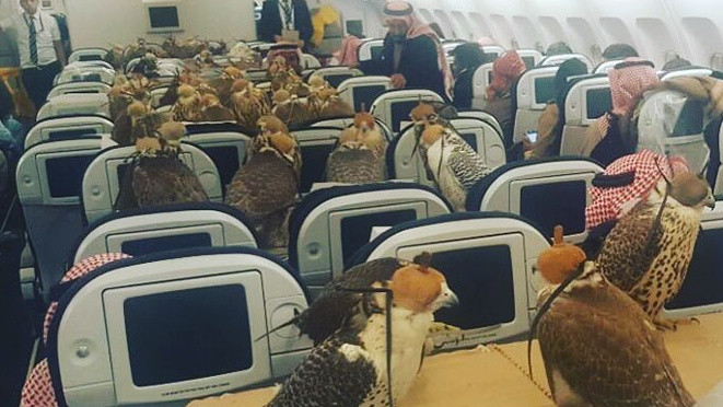 Cho chim ưng ngồi máy bay: Chỉ có thể là đại gia siêu giàu xứ nghìn lẻ một đêm Ảnh 2