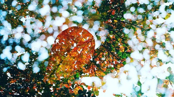 Lá bàng đỏ rực mái phố Hà thành sau Tết Ảnh 2