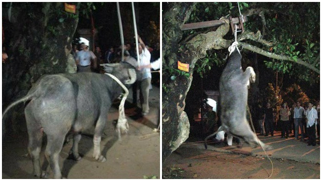 Bí thư tỉnh Yên Bái: Dừng ngay hủ tục treo trâu đến chết tại đền Đông Cuông Ảnh 2