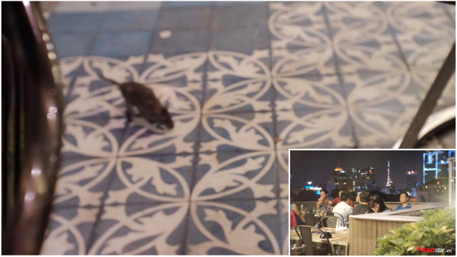 Chuột chạy hiên ngang trong nhà hàng sang trọng, nhân viên phục vụ ngó lơ Ảnh 2