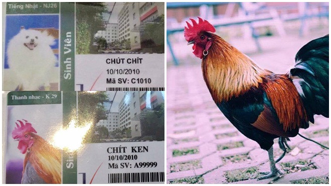 Đại diện ĐH Thăng Long: 'Thẻ sinh viên gà và chó là sản phẩm giả mạo' Ảnh 2