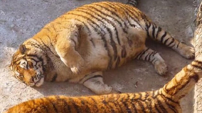 Ơn giời, công viên hạnh phúc nhất của những chú hổ béo tròn đây rồi! Ảnh 2