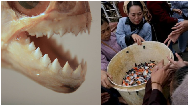 Phóng sinh cá chim trắng: Hậu quả khôn lường Ảnh 2