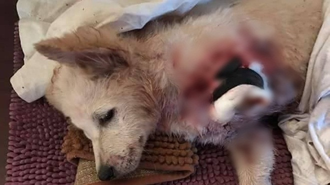 Xót xa hình ảnh chú chó 3 tháng tuổi đau đớn vì đứt lìa một chân, nghi bị trộm chém Ảnh 2