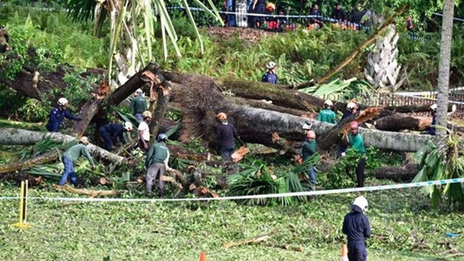 Đổ cây di sản tại Vườn bách thảo Singapore, 5 người thương vong Ảnh 2
