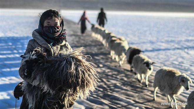 Cuộc di cư đầy thách thức qua mặt hồ đóng băng cao nhất thế giới của hàng nghìn chú cừu Ảnh 2