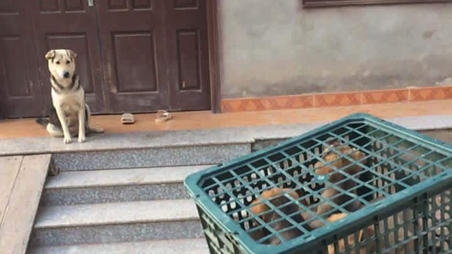 Bức ảnh thay vạn lời nói: Ánh mắt níu giữ của chó mẹ và đàn con khi phải xa nhau Ảnh 2