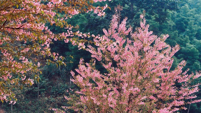 Đến Mộc Châu săn mai anh đào Ảnh 2