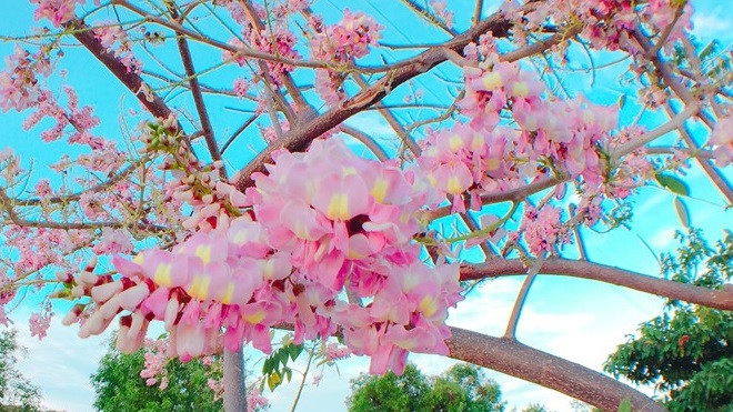 Con đường đỗ mai tuyệt đẹp ven biển Phan Thiết Ảnh 2