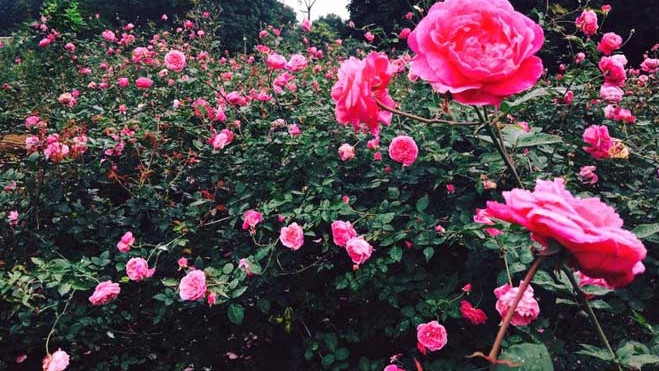 Đồi hồng vạn gốc ở Hà Nội, cô gái 8x làm giàu từ hoa sạch Ảnh 2