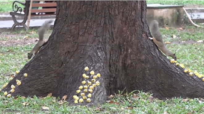 Clip: Người phụ nữ rải chuối nuôi sóc hoang trong công viên hằng ngày Ảnh 2