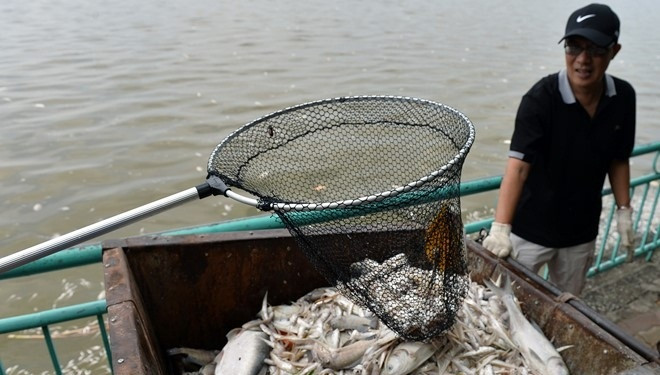 Vì sao dừng toàn bộ việc nuôi cá ở hồ Tây? Ảnh 2
