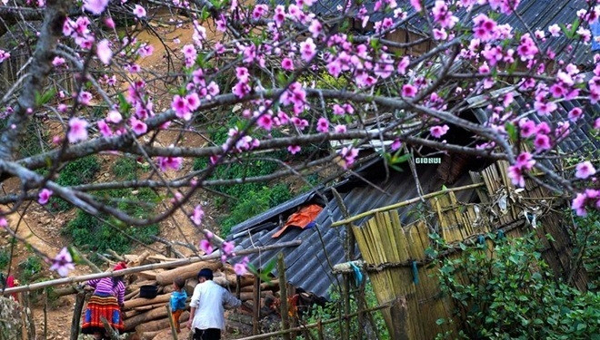 Tà Xùa đẹp bình yên trong sắc đào nở muộn Ảnh 2