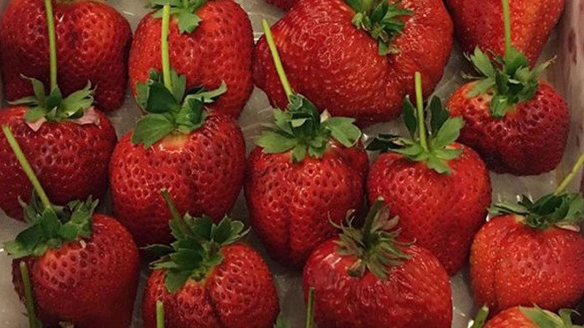 Dâu tây khổng lồ: 250 ngàn/quả cháy hàng ở Hà Nội Ảnh 2