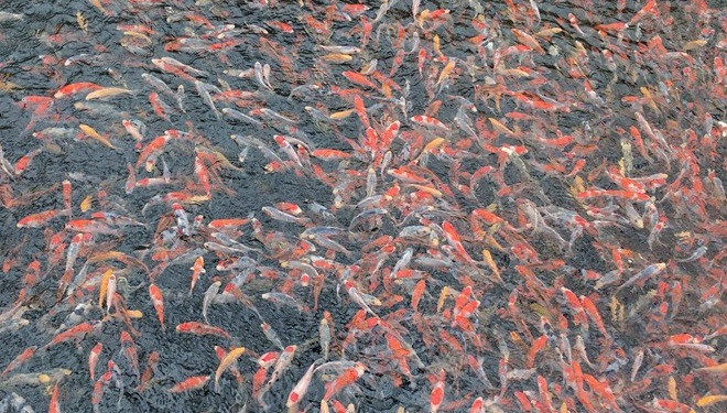 Tới thủ phủ cá koi ở Nhật Bản Ảnh 2