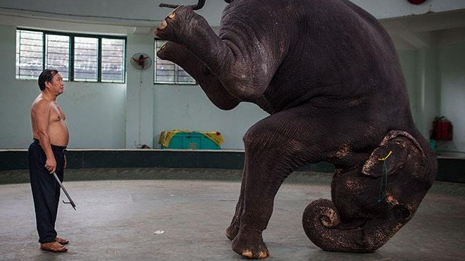 Bộ ảnh 'Cuộc sống sau tấm rèm sân khấu của nghệ sĩ xiếc Việt Nam' gây ấn tượng trên National Geographic Ảnh 2