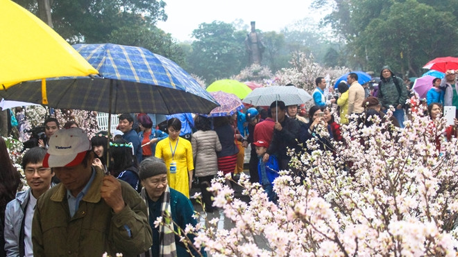100% hoa 'xịn' tại Lễ hội hoa anh đào không làm du khách thất vọng Ảnh 2