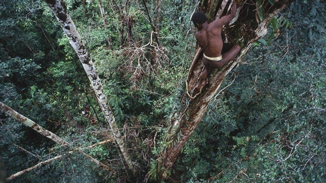 Sống trên những ngôi nhà cây cao tới 50m, bộ lạc bí ẩn khiến nhiều người khâm phục sức sống phi thường Ảnh 2