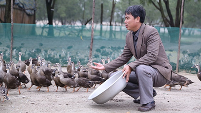 Người đàn ông chăn 10.000 con vịt, kiếm tiền tỷ mỗi năm Ảnh 2