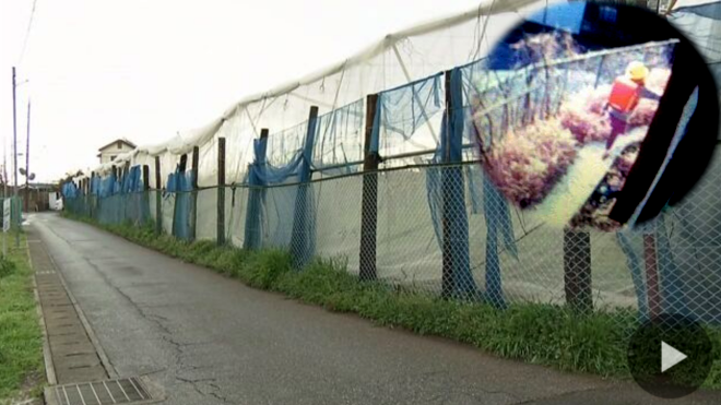 Bé gái người Việt bị sát hại tại Nhật: Phát hiện chiếc cặp đỏ, nghi ngờ hung thủ là người sống trong khu vực Ảnh 2