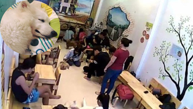 Chủ quán cafe thú cưng bị 'tố' ngược đãi chó mèo, lừa gạt khách hàng Ảnh 2