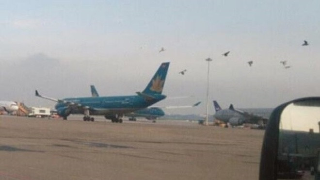 An ninh hàng không Tân Sơn Nhất bị uy hiếp vì đàn chim bồ câu Ảnh 2