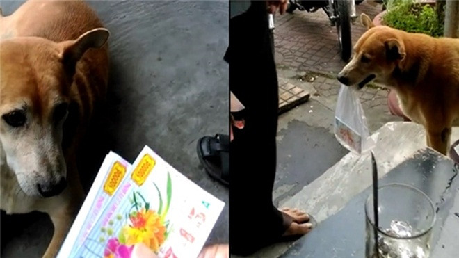 Hình ảnh chú chó bán vé số giúp chủ gây thích thú ở Cà Mau Ảnh 2